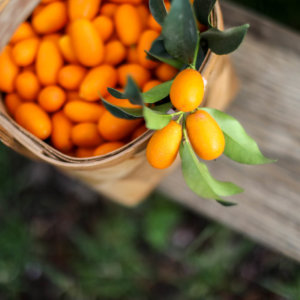 סלסלת קש מלאה בתפוזים סיניים