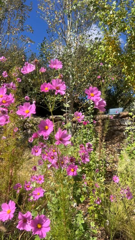 פרחי קוסמוס ורודים וגבוהים נעים ברוח קלה, על רקע שמיים כחולים בגולן
