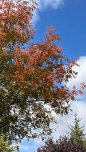 תרופה בלי מרשם השבוע היה מהסוג הזה שממלא עד הקצה. הרבה סדנאות, מפגשים פרטניים, פנים מוכרות וגם חדשות, רגעים של חיבור וגם של עייפות טובה. ובין לבין עוד נשארה בי ההתרגשות מהלידה של אחותי בשבוע הקודם — רגע שמוציא אותך מהשגרה ומחזיר פרופורציות על מה באמת חשוב. ובתוך כל זה, היו כמה שיחות שלא עזבו אותי. משתתפות בסדנאות שסיפרו שהן עוקבות אחרי כבר שנים, ושמתגעגעות לתקופה שבה שיתפתי כאן גם דברים “שלי” — ספרים, טיולים, מחשבות קטנות על החיים, לא רק סדנאות ותוכן מקצועי. ואני מודה – גם אני מתגעגעת. יש בי געגוע לתקופה שבה השיתוף היה חלק מהחוויה, לא כלי עבודה. השיחות האלה גרמו לי לשאול את עצמי שאלות שאני נוגעת בהן שוב ושוב: למה אני בכלל ממשיכה לנהל רשתות חברתיות? כמה מזה נובע מהרצון האמיתי לחלוק, ליצור שיחה, לפתוח לב, וכמה כבר נהיה “צריך” – חלק מהעבודה, שגרה, משהו שדורש ממני גם כשלא בא לי? ואולי בעצם זו אותה שאלה שחוזרת גם ממקום אחר – מה קורה כשבין הרצון לחוות לבין הרצון לשתף, משהו הולך לאיבוד? זה עלה שוב בסדנה אחרת, כשמישהי סיפרה שהיא אף פעם לא מצלמת. שתמיד יש מישהי אחרת שתתעד, והיא מעדיפה פשוט לחוות. ומאז אני מסתובבת עם המחשבה הזו – האם תיעוד באמת גוזל מאיתנו את החוויה, או שאולי זו רק דרך אחרת לחוות אותה, לעבד, לשמור, לזכור? עם כל זה בראש יצאתי אתמול ליום בגולן. לא כדי לחשוב, לא כדי לעבוד, רק לנשום. להתרחק רגע, להסתכל על צבעים של חורף שמתחילים, להרגיש את האוויר הקריר של תחילת הסתיו, את הרכות של האור. וכמו שקורה לי כמעט תמיד, דווקא כשלא תכננתי – בא לי לצלם. לא בשביל פוסט, לא בשביל תוכן, אלא בשביל לזכור. בשביל לשמור בתודעה את התחושה הזו של שקט בגוף. וזה חידד לי שוב למה אני כל כך אוהבת את הצילום, ולמה אני מאמינה בכוח שלו גם ככלי טיפוח נפשי. מחקרים מראים שטבע משפיע על המוח כמעט כמו טיפול רגשי: הוא מווסת את הנשימה, מוריד סטרס, ומעלה את רמות הדופמין והסרוטונין – ואותו אפקט חוזר גם כשאנחנו מסתכלים בתמונות שצילמנו שם. המוח פשוט חוזר לאותה תחושת רוגע. זיכרון שהופך לכלי. אז אולי אני לא באמת צריכה לבחור – בין לחוות לבין לתעד, בין להיות אישית לבין להיות עסקית. אולי הדיוק שלי נמצא באמצע: לשתף לא כי “צריך”, אלא כי בא לי לשמור רגע, ולשתף אותו עם מי שאולי גם תרגיש משהו דומה. ובעוד שבוע, חודש או שנה, כשאסתכל שוב על התמונות מהגולן, אני כבר יודעת מה ארגיש — לא רק את הנוף, אלא את אותה שלווה שמתחילה מבפנים, כמו תרופה בלי מרשם.