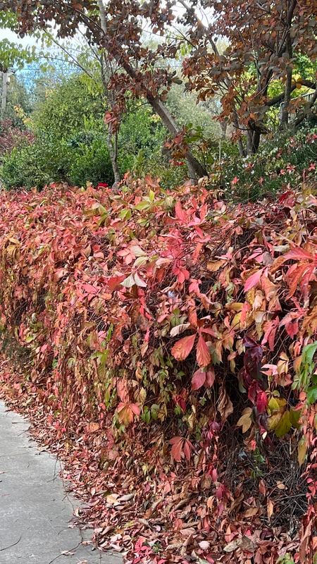 שיח עלים בגווני אדום וכתום בשלכת, על רקע ירוק בגולן