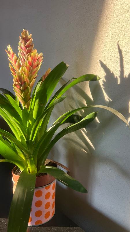 עציץ ירוק עם פריחה ורודה עומד ליד חלון ומואר באור בוקר רך